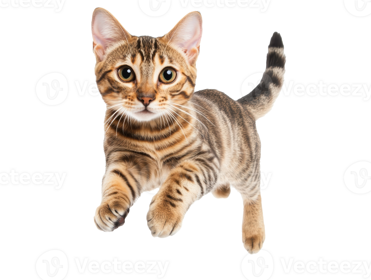 Curious cat leaps gracefully in bright indoor space png