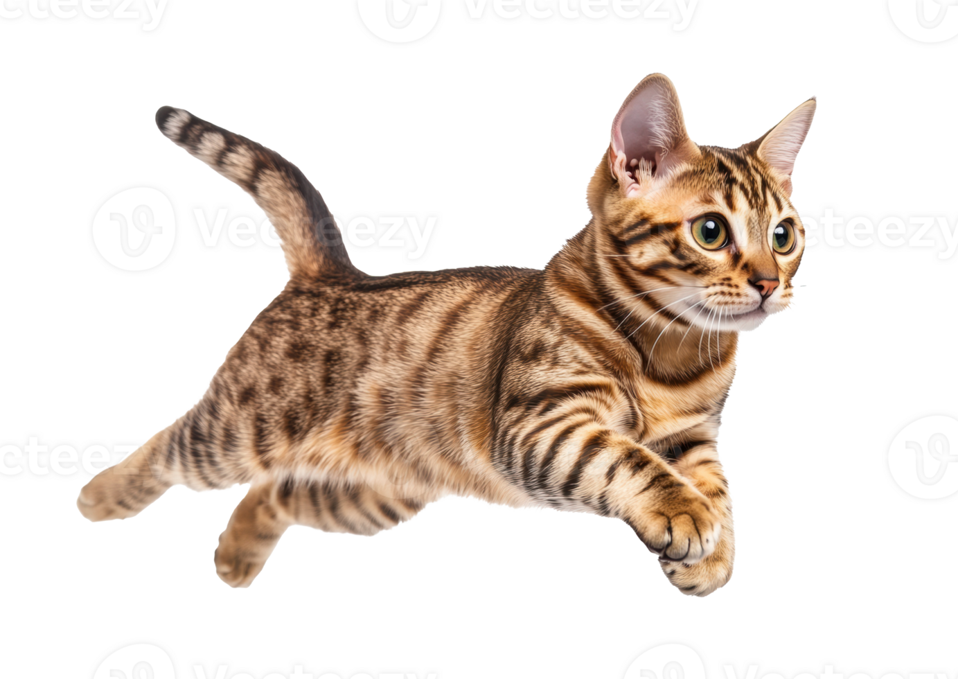 Energetic cat leaps during playful moment indoors png