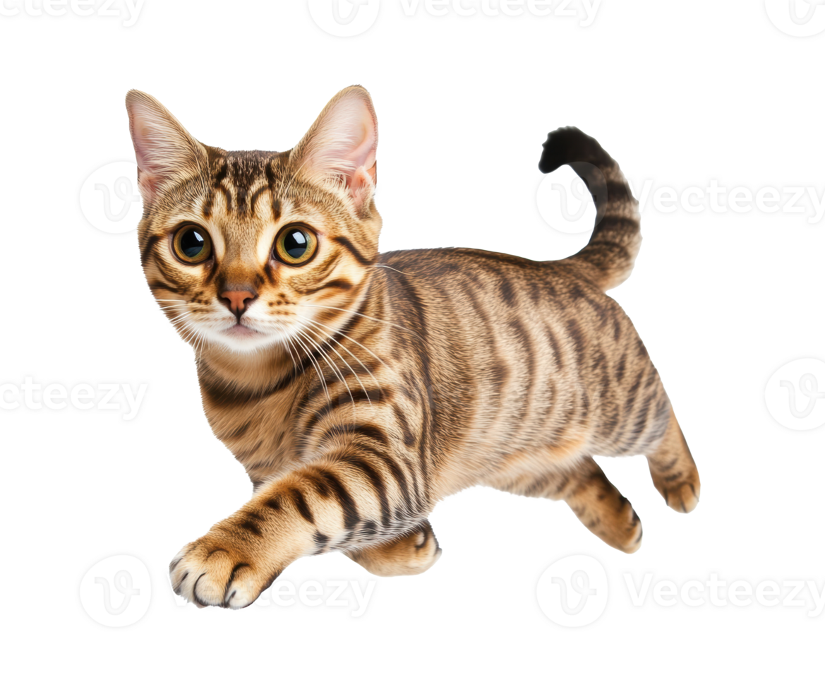 Playful tabby cat running across a bright background png