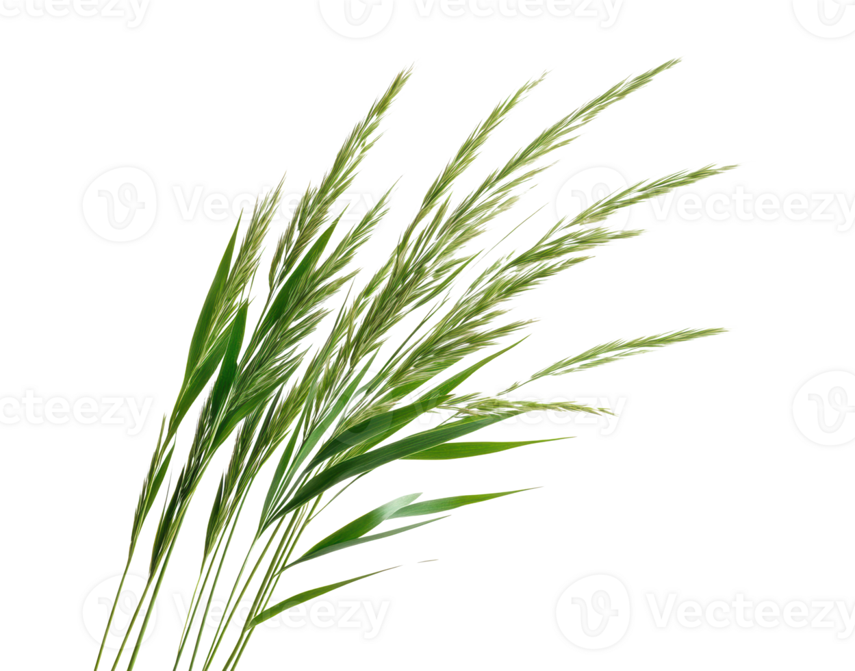 Grass blades showing delicate green colors and textures in nature png