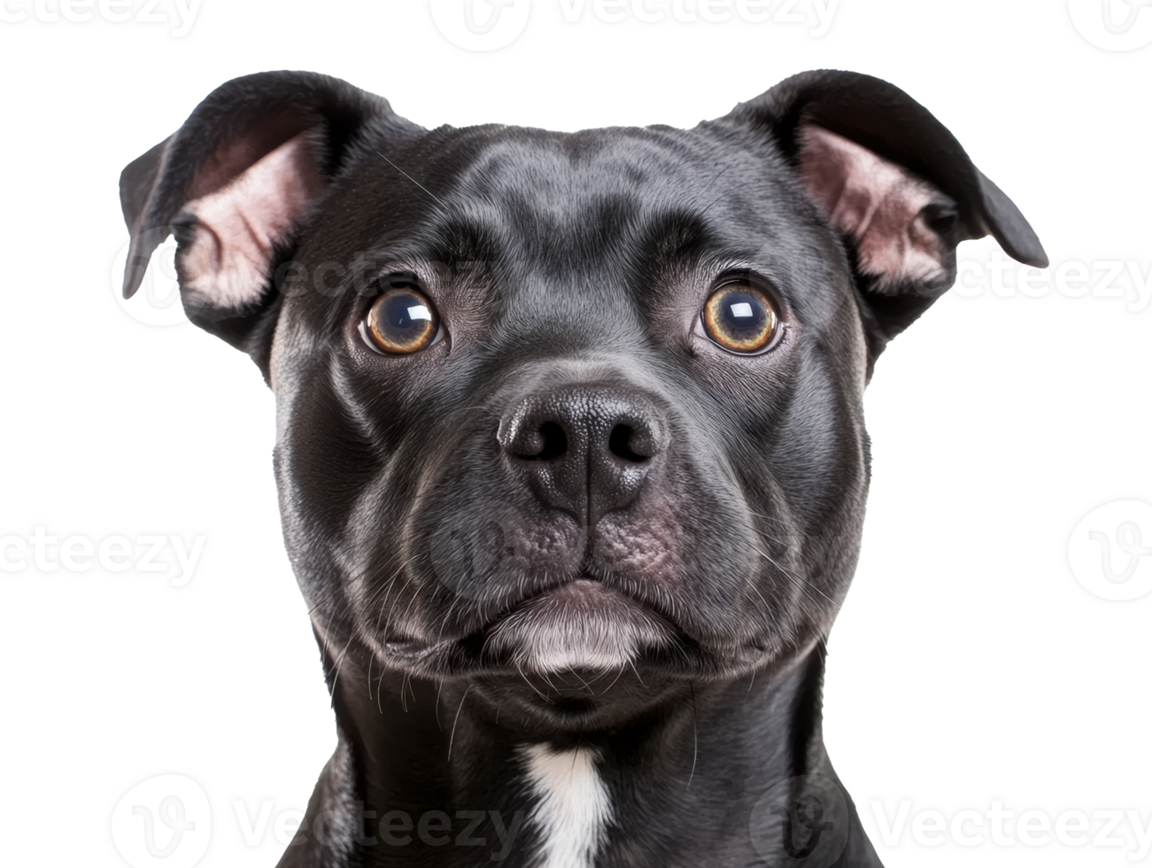 Portrait of a black dog with expressive eyes and keen attention png