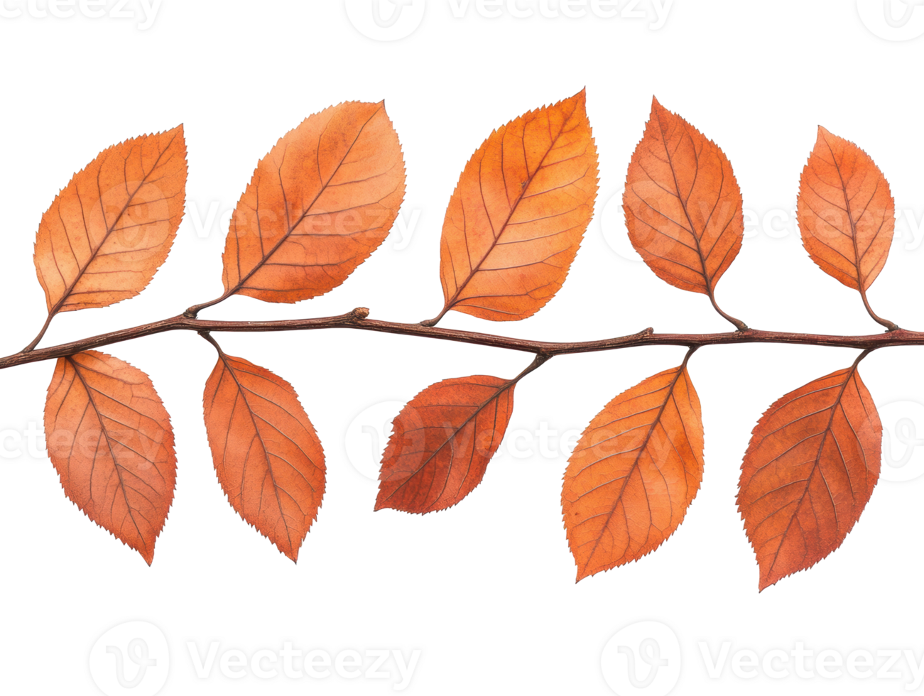 Fall leaves arranged elegantly on a branch in a natural display png