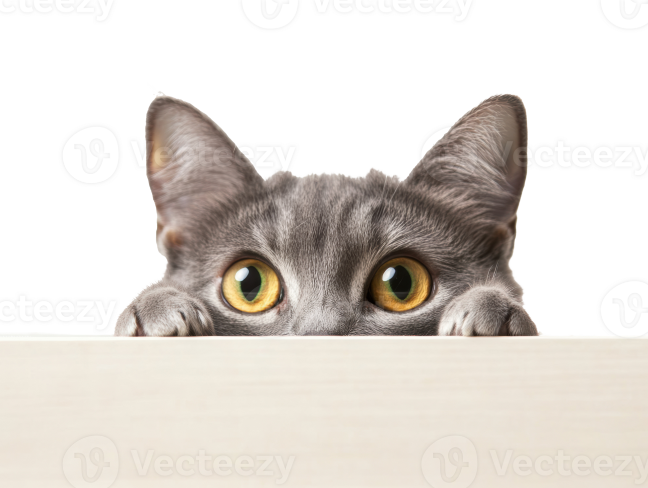 Curious gray cat peeking over a surface with bright eyes png