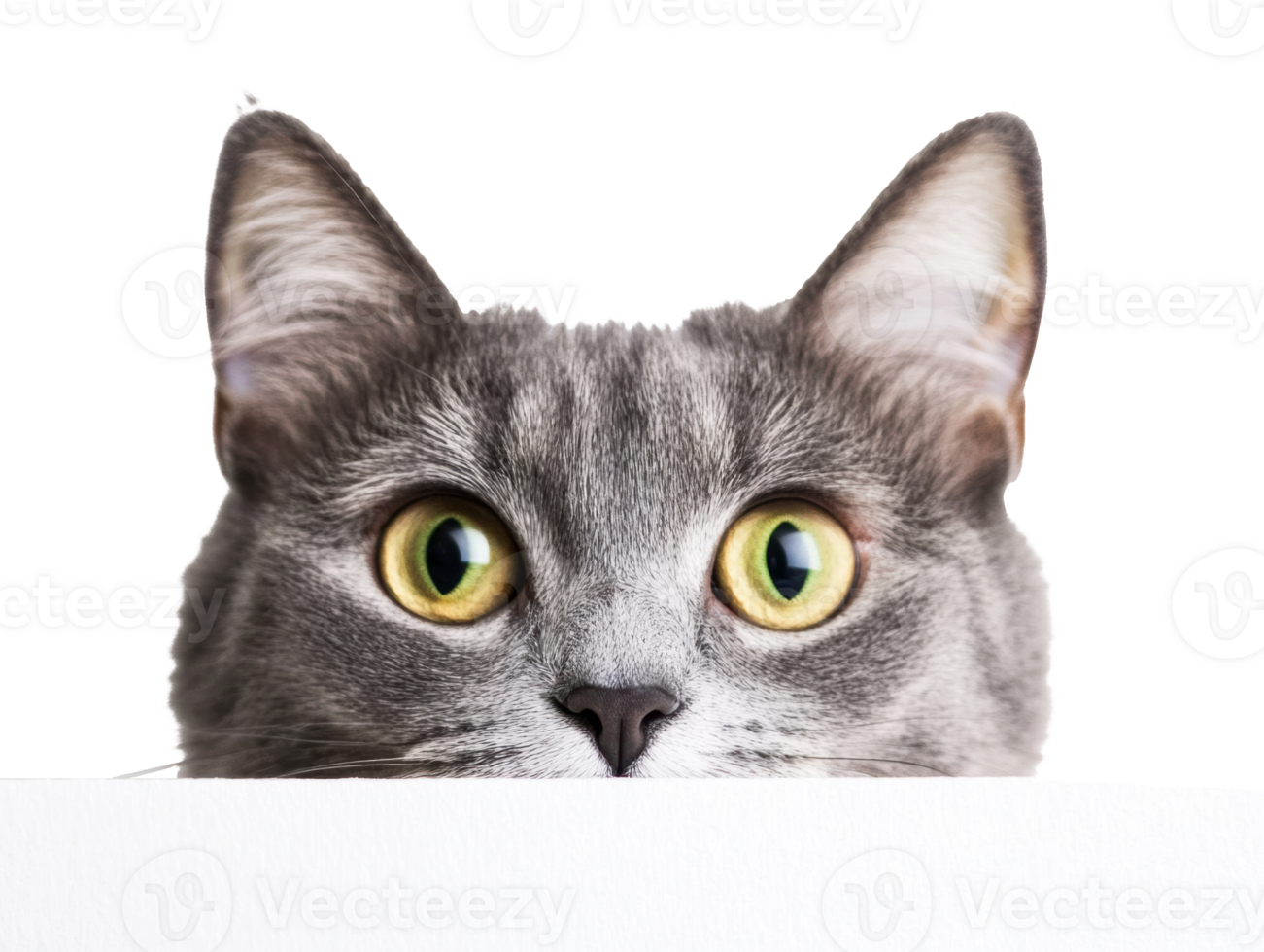 Cat peeking over a white surface with curious expression png