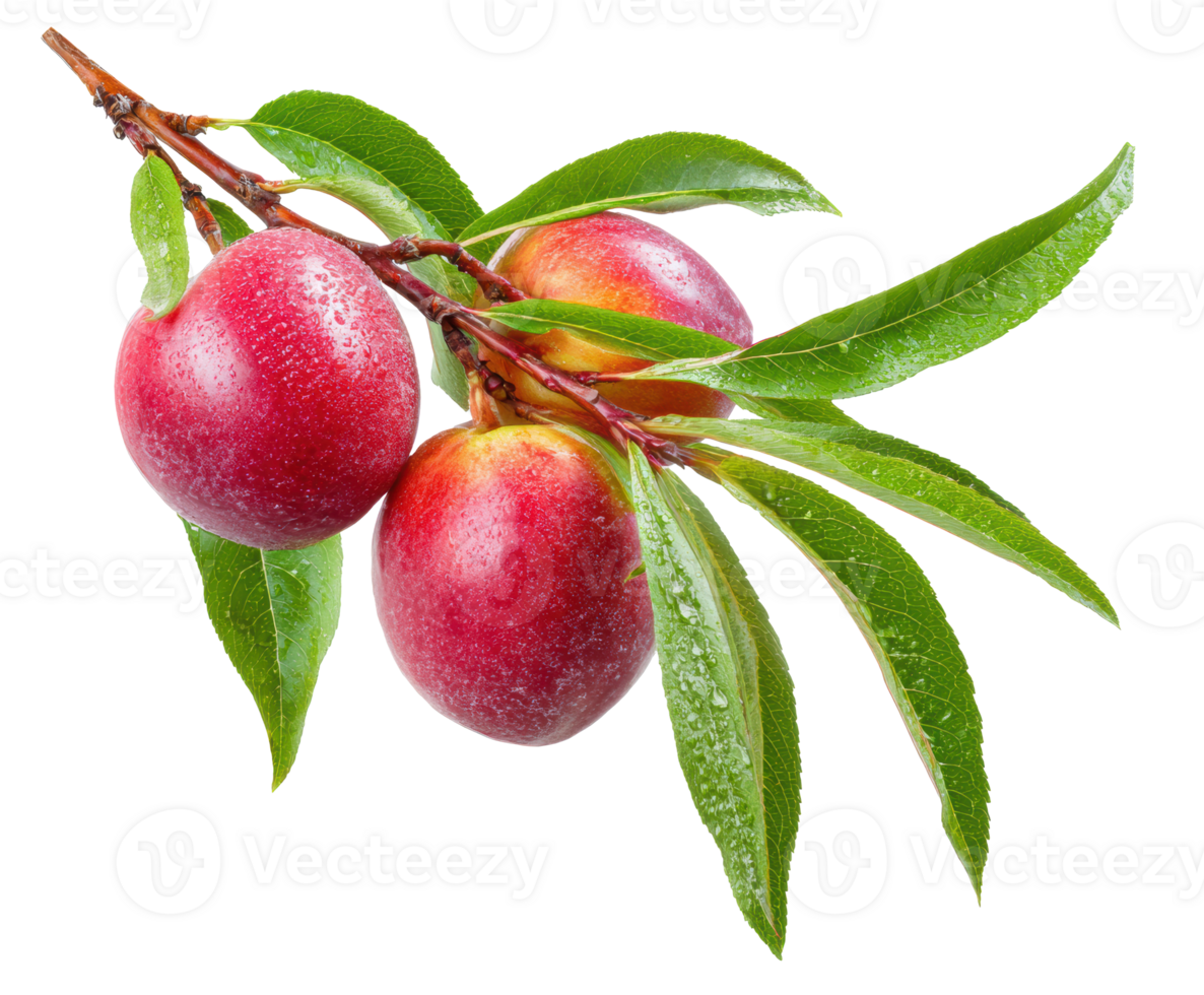 Fresh plums with leaves on branch, perfect for healthy snacking png