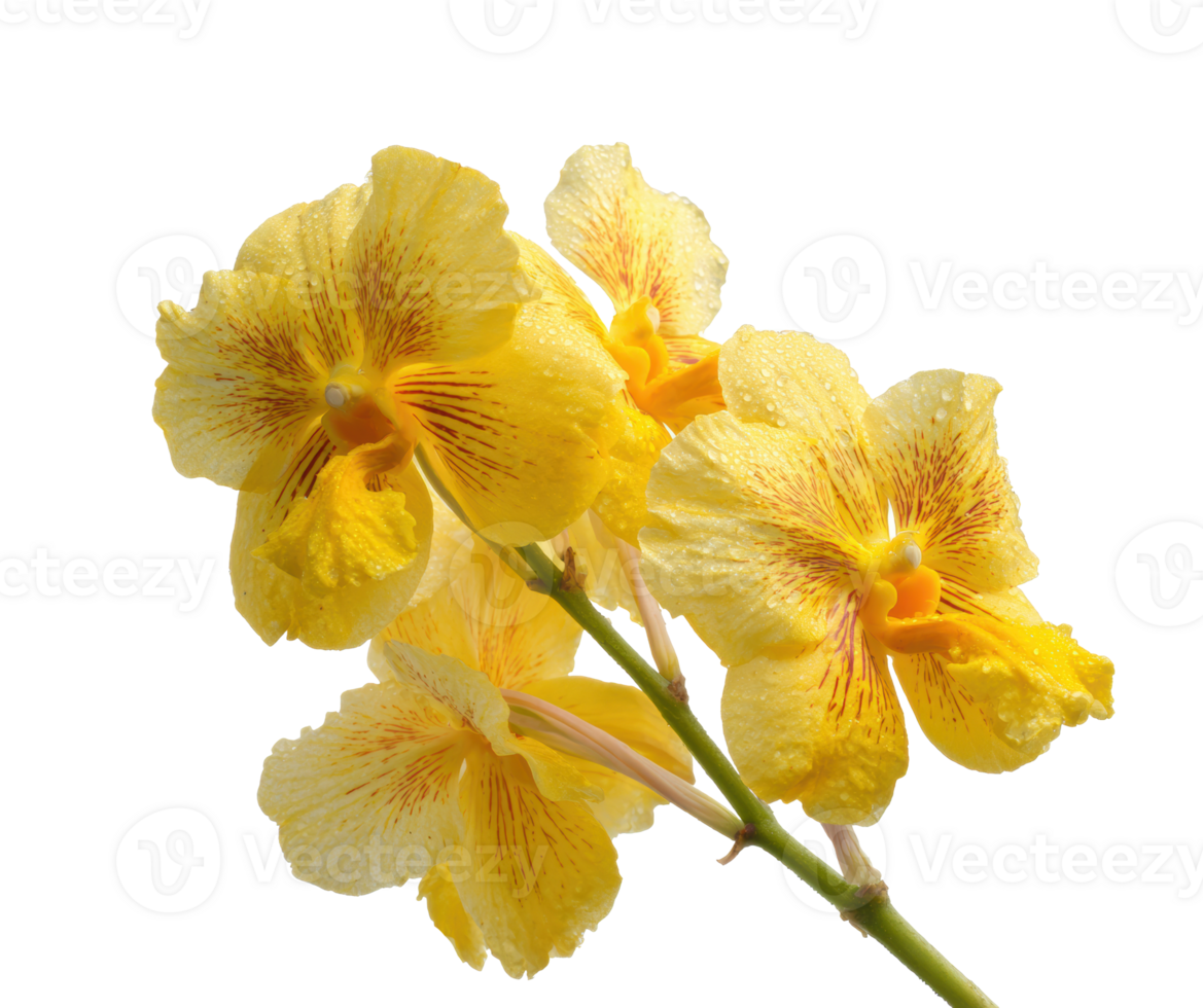 Vibrant yellow orchids blooming in spring png