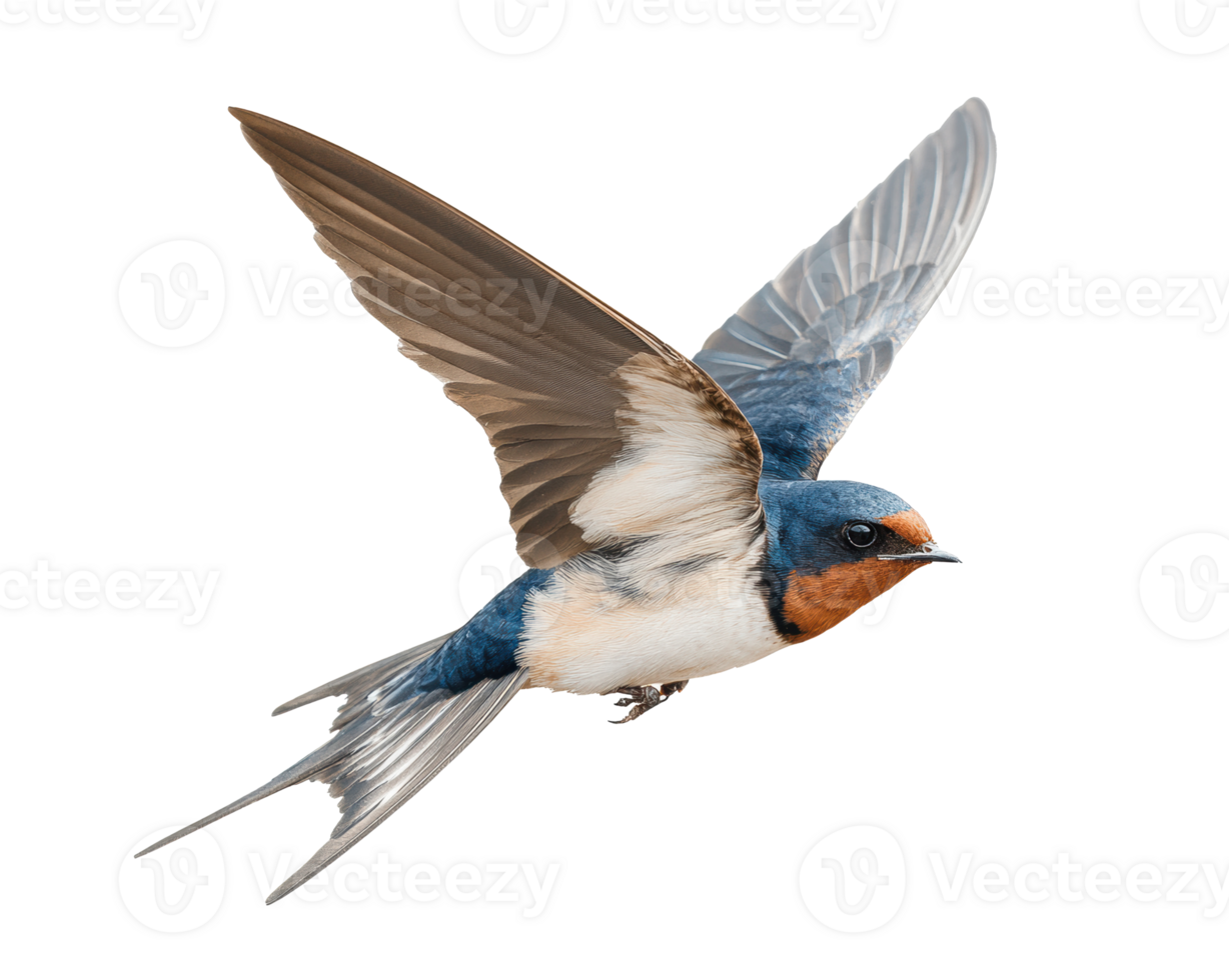 Swallow bird in flight showcasing its colorful plumage and grace png