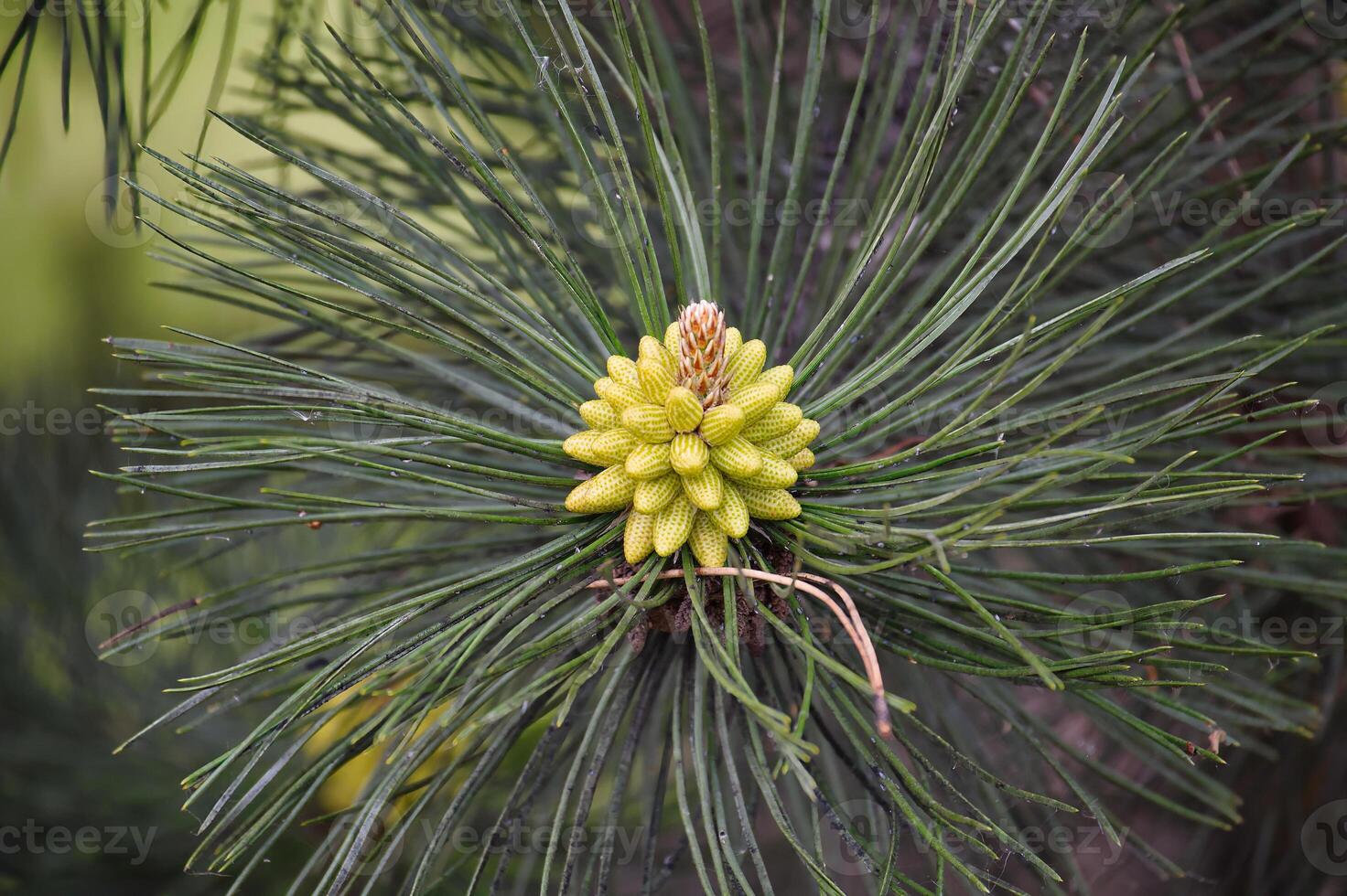 Close-Up of a Fresh Pine Tree Bud Surrounded by Dense Green Needles photo