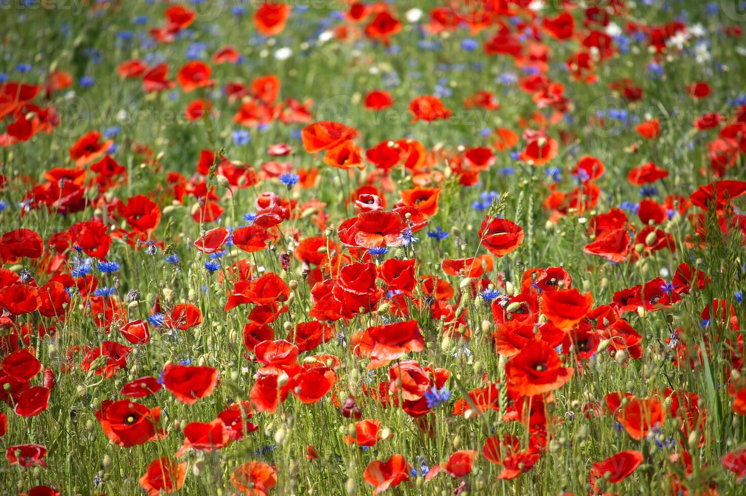 A captivating field of red poppies and blue cornflowers in full bloom, bathed in sunlight. photo