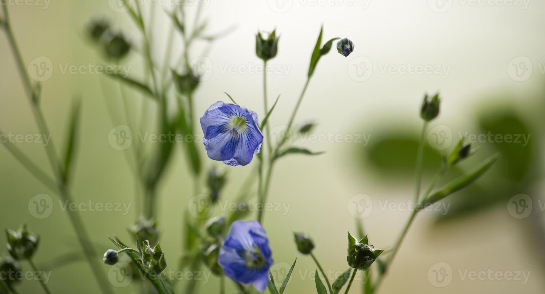 Blue flax flower against tranquil green backdrop epitomizing the peacefulness of nature photo