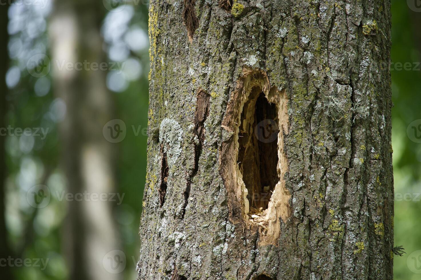 The textured bark of a tree shows a woodpecker hole, standing out from the blurry forest. photo
