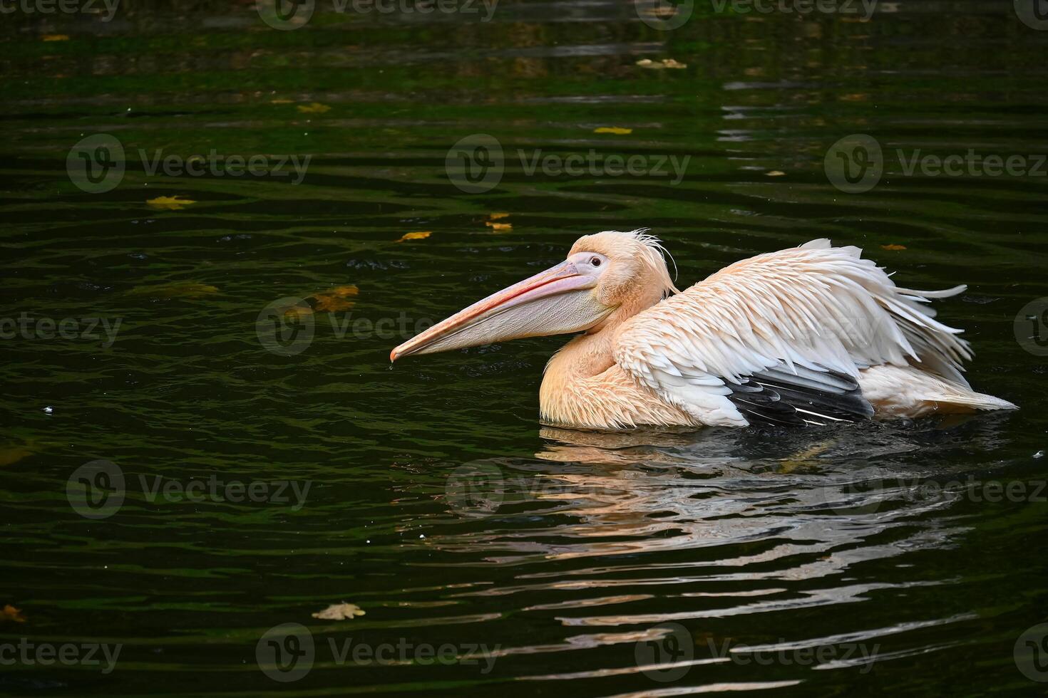 Elegant Pelican Gracefully Swimming on Calm Lake Waters photo
