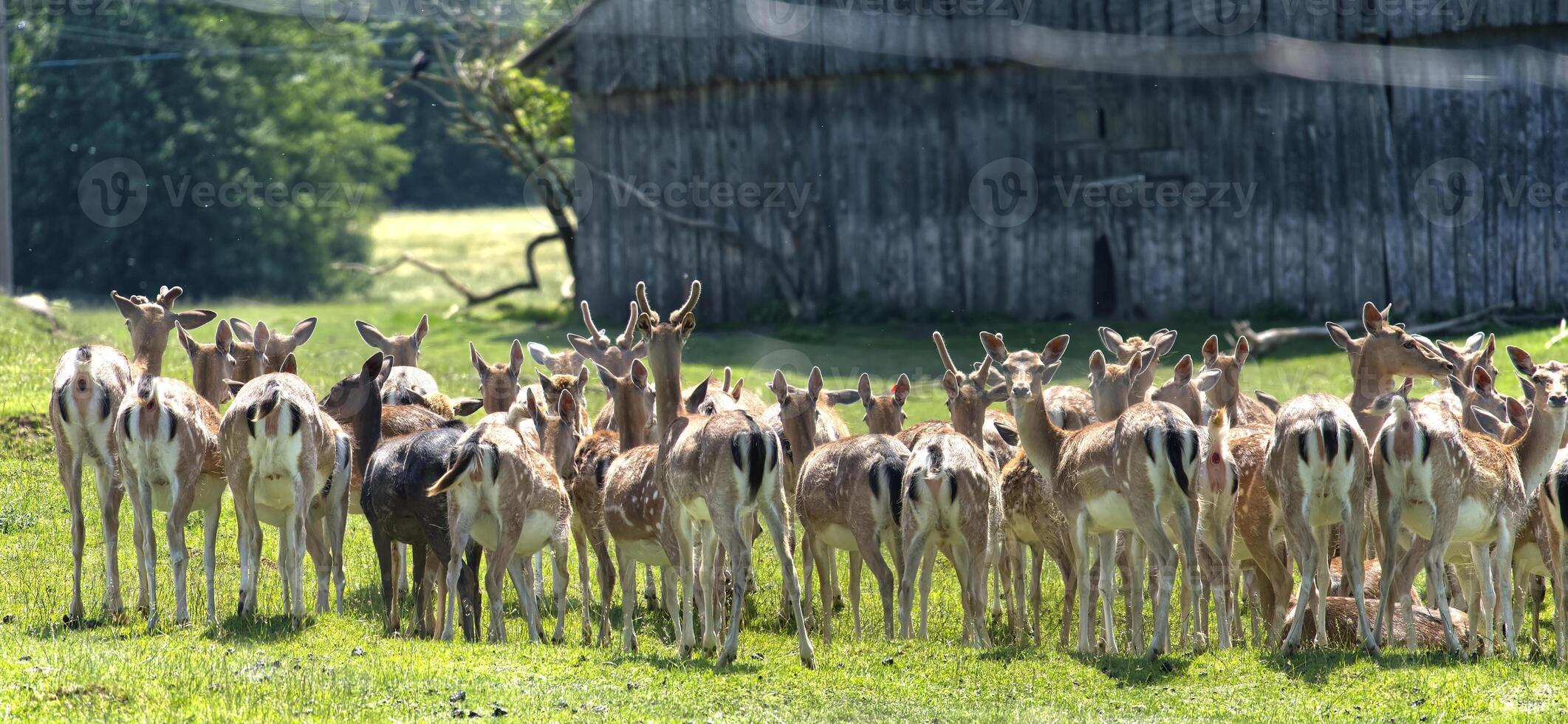 Group of Deer Grazing in a Lush Green Meadow Near a Rustic Barn photo