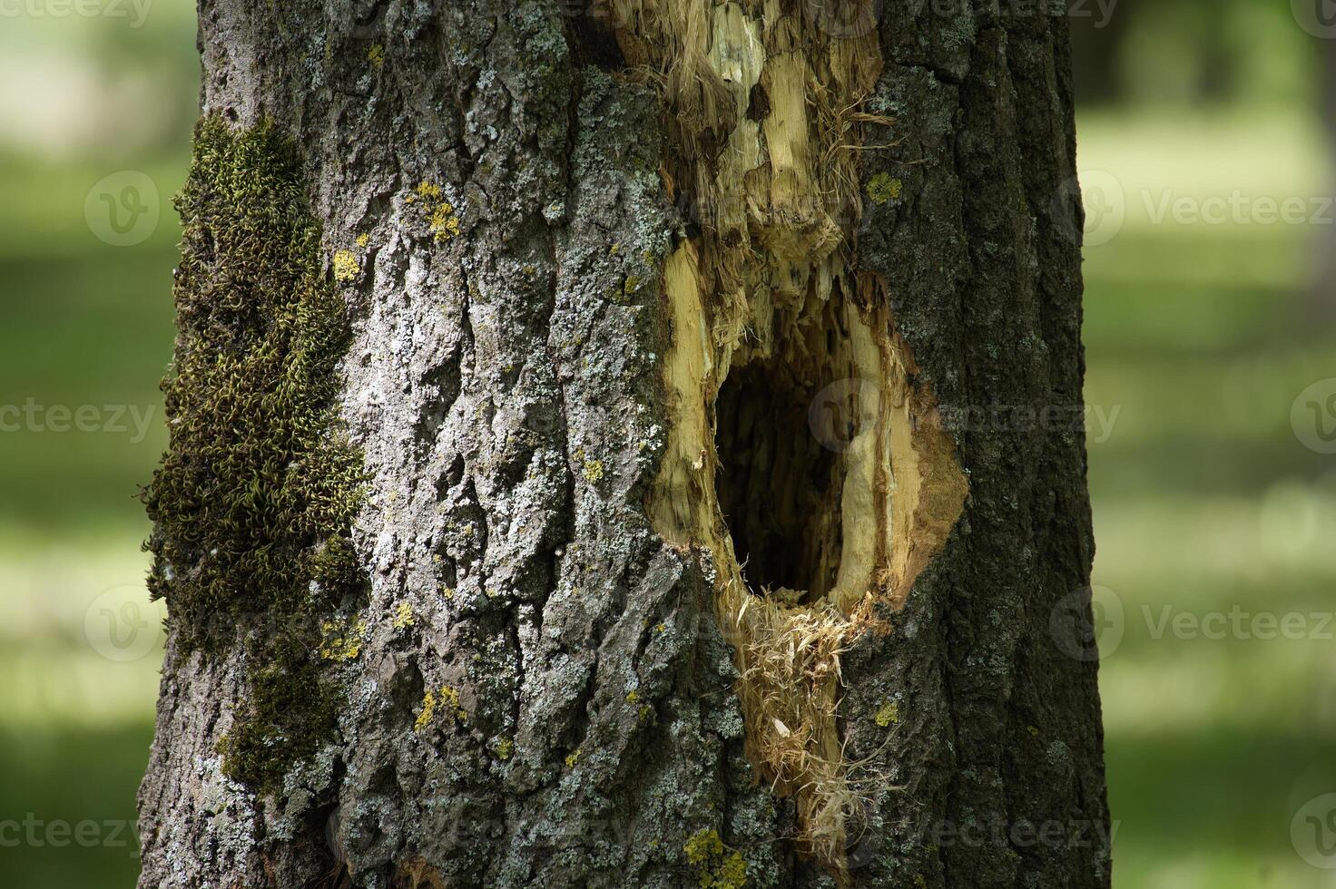 Woodpecker hole showing nesting cavity in tree trunk photo