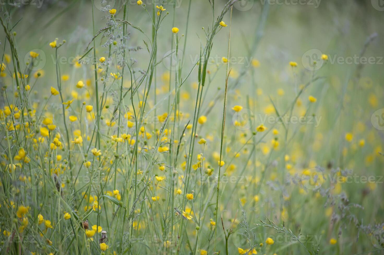 Close-Up of Yellow Wildflowers in a Sunlit Meadow on a Spring Day photo