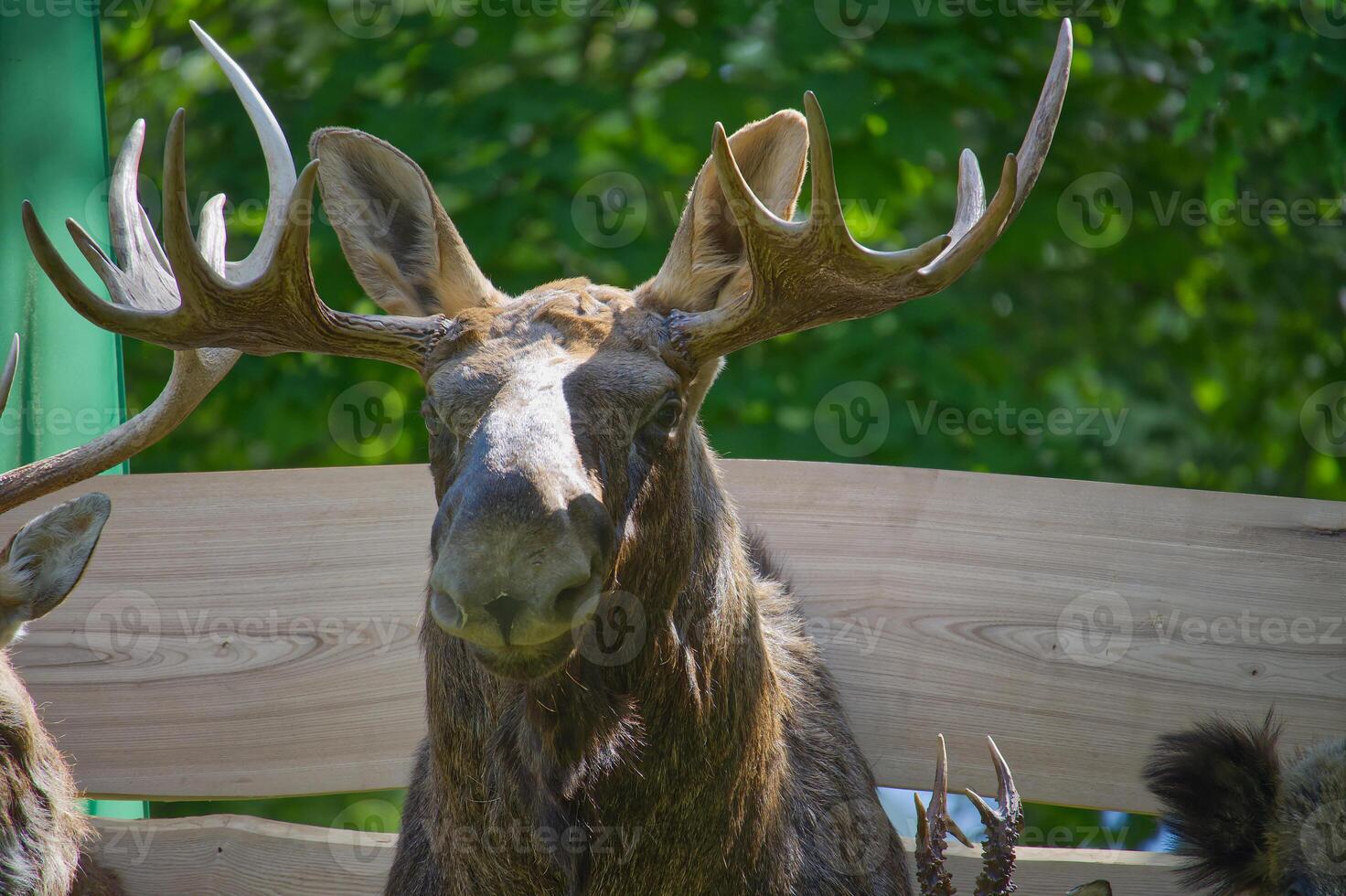 Close-Up of a Moose in Natural Outdoor Setting with Green Background photo