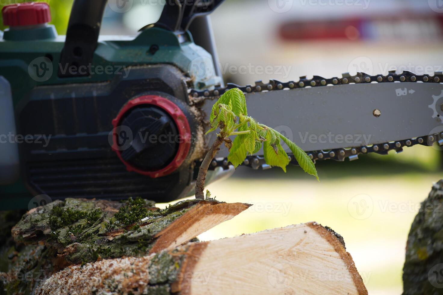 Chainsaw rests next to a fresh tree cut with new green growth sprouting out of the wood. photo