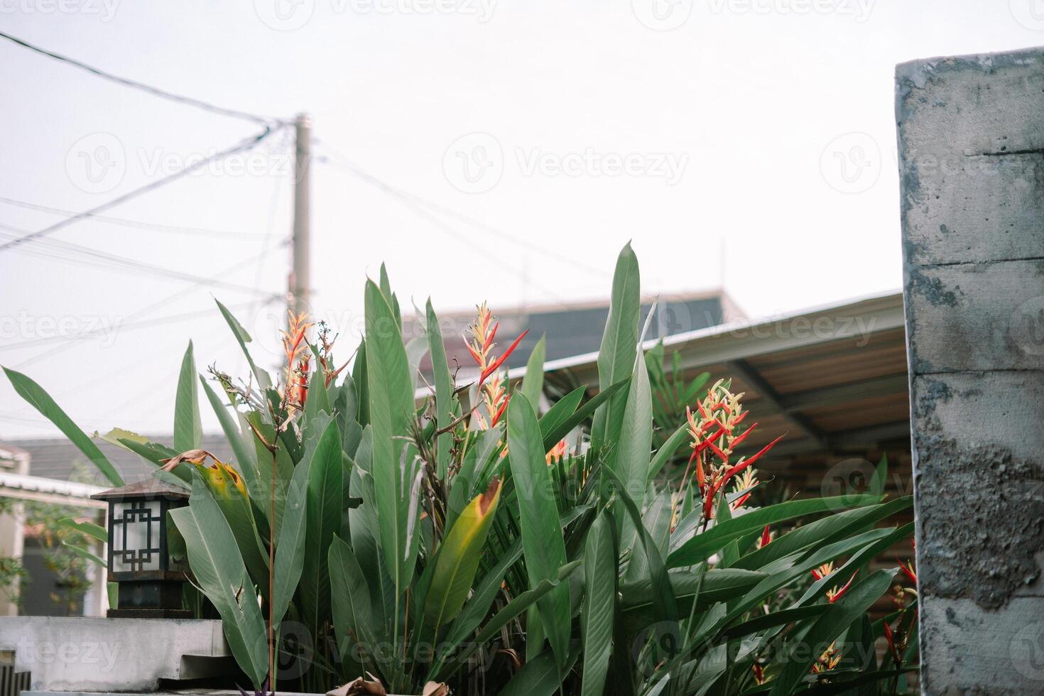 Vibrant heliconia blooms against a backdrop of urban architecture detail photo