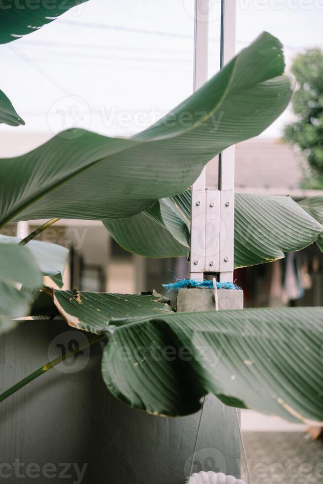 Botanical backdrop featuring lush tropical foliage and building details photo