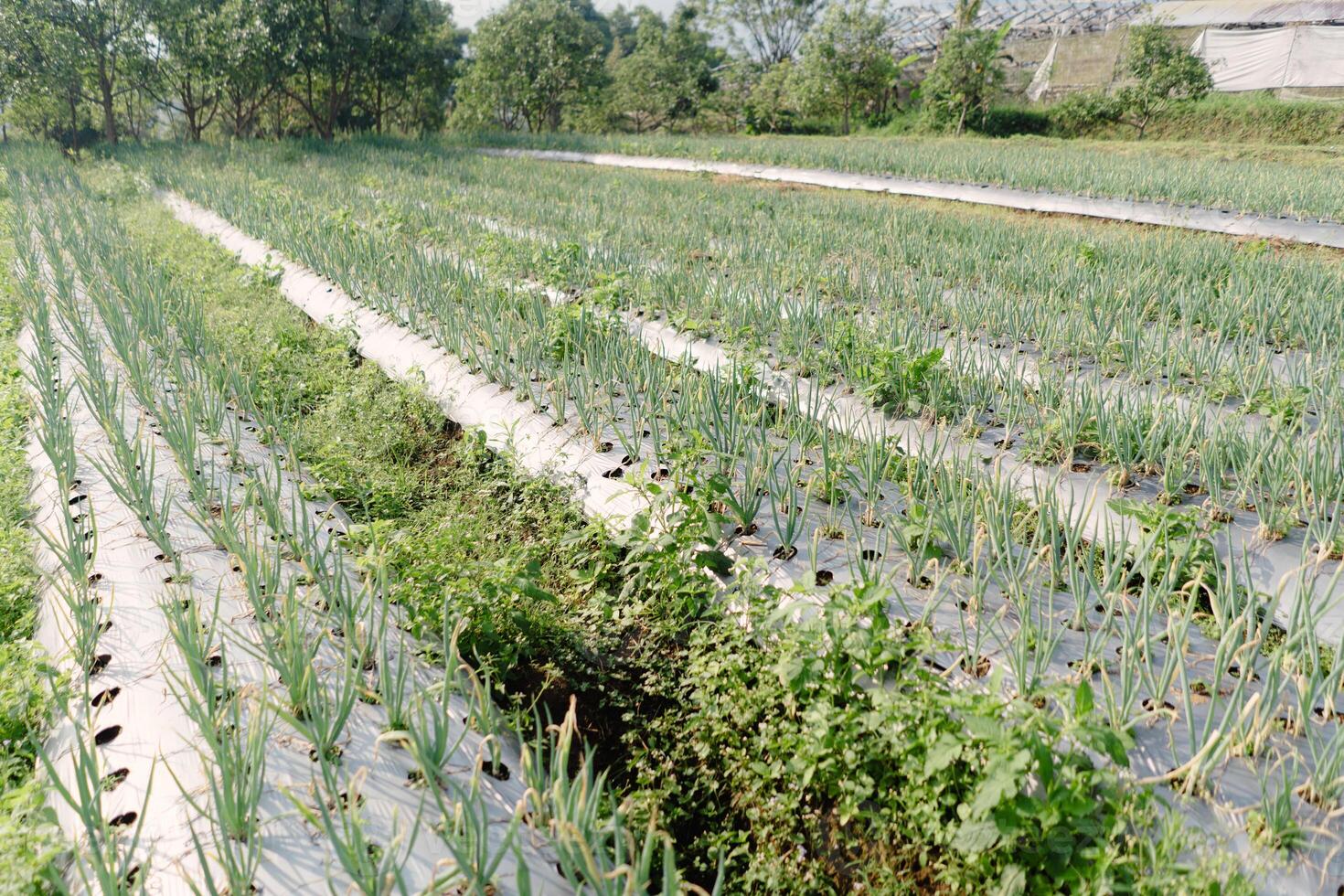 Agricultural Rows of Green Onions Cultivated on Plastic Mulch Sheets photo
