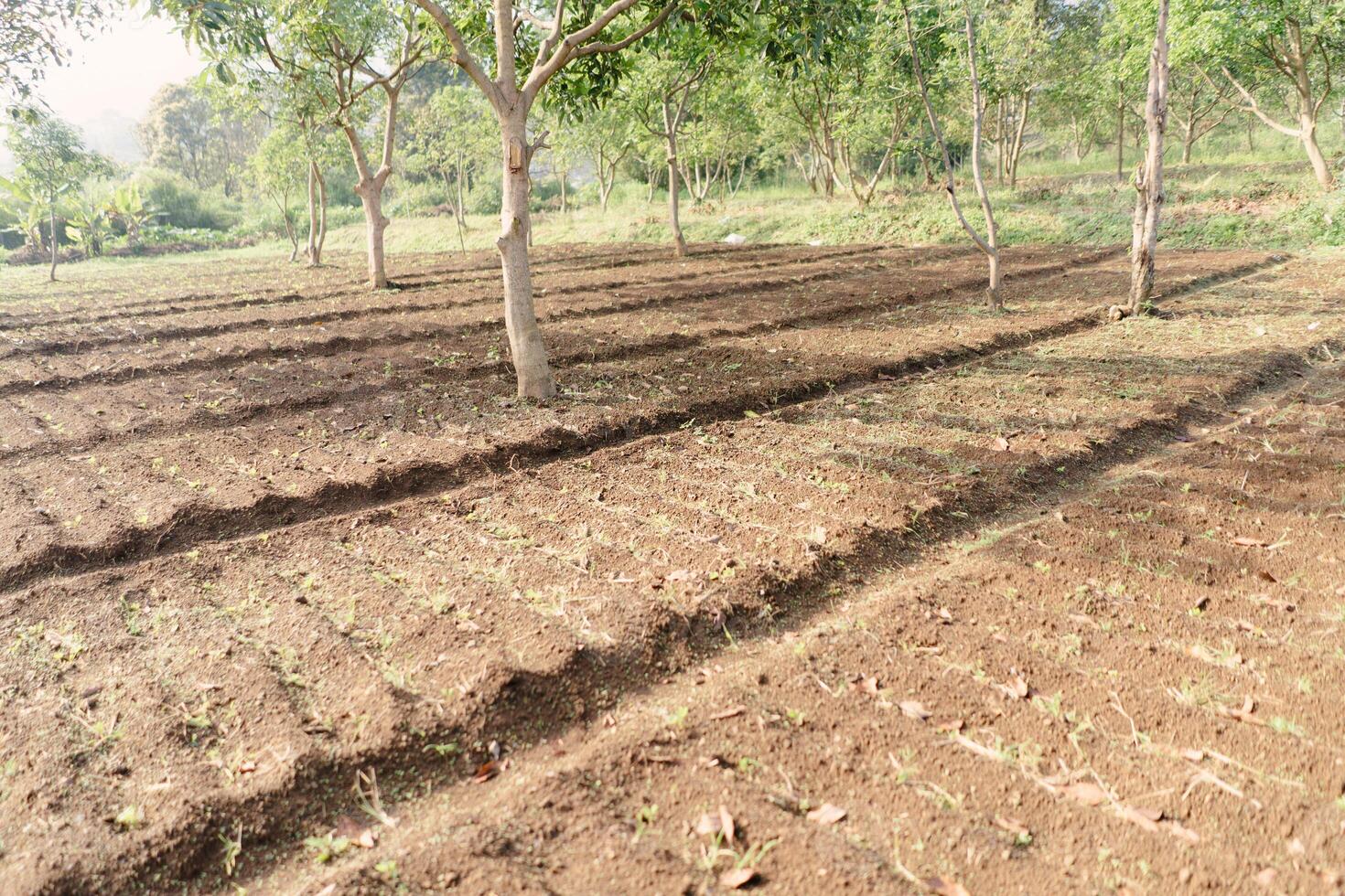 Cultivated land with furrows and young trees preparing for planting photo