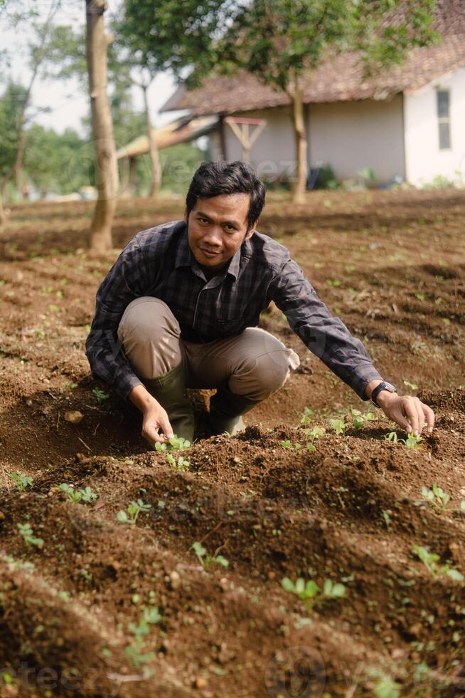 Asian farmer tending to young crops on rural farmland in field photo