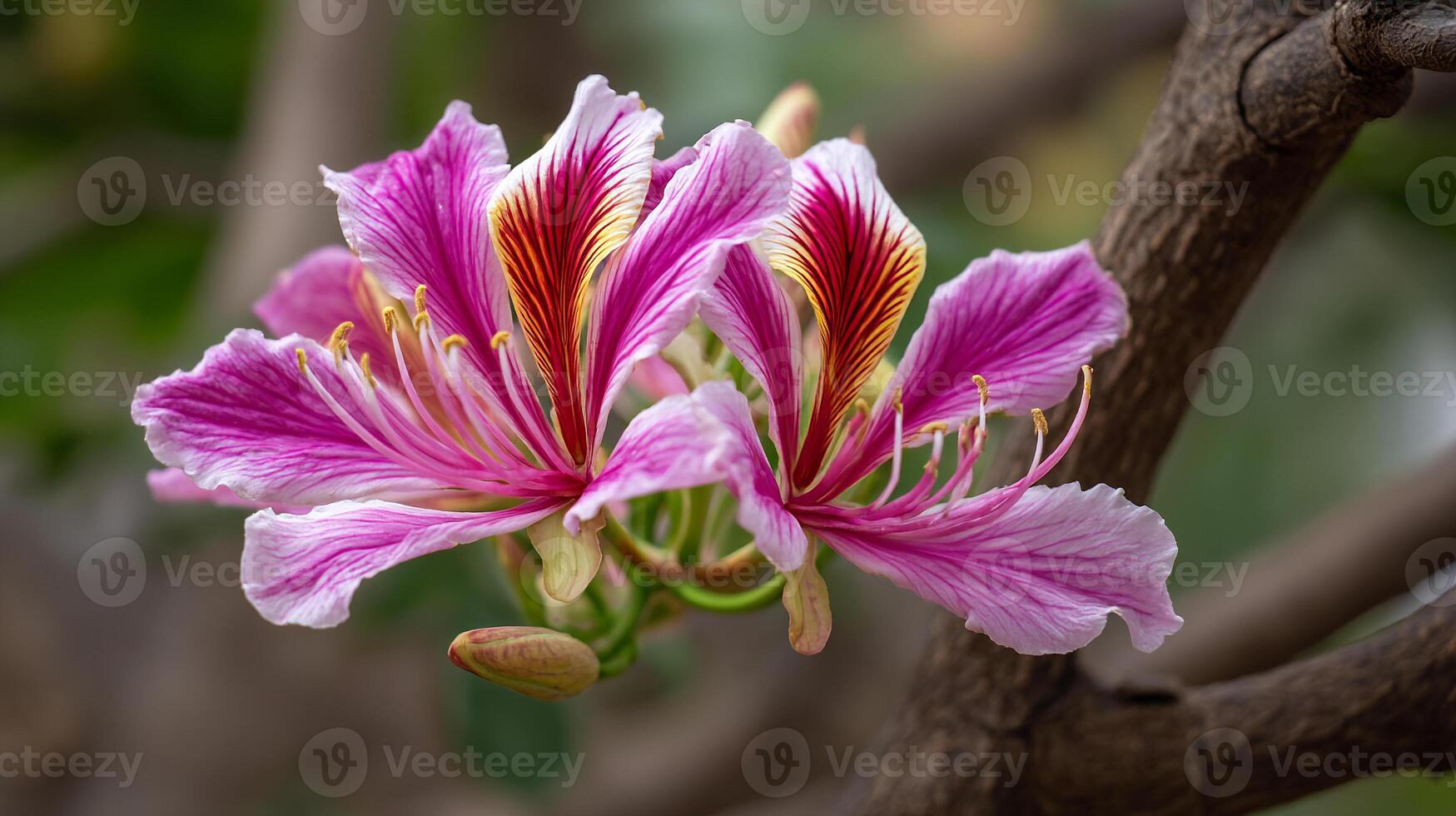 Spring flower on tree shown in natural soft lighting image photo