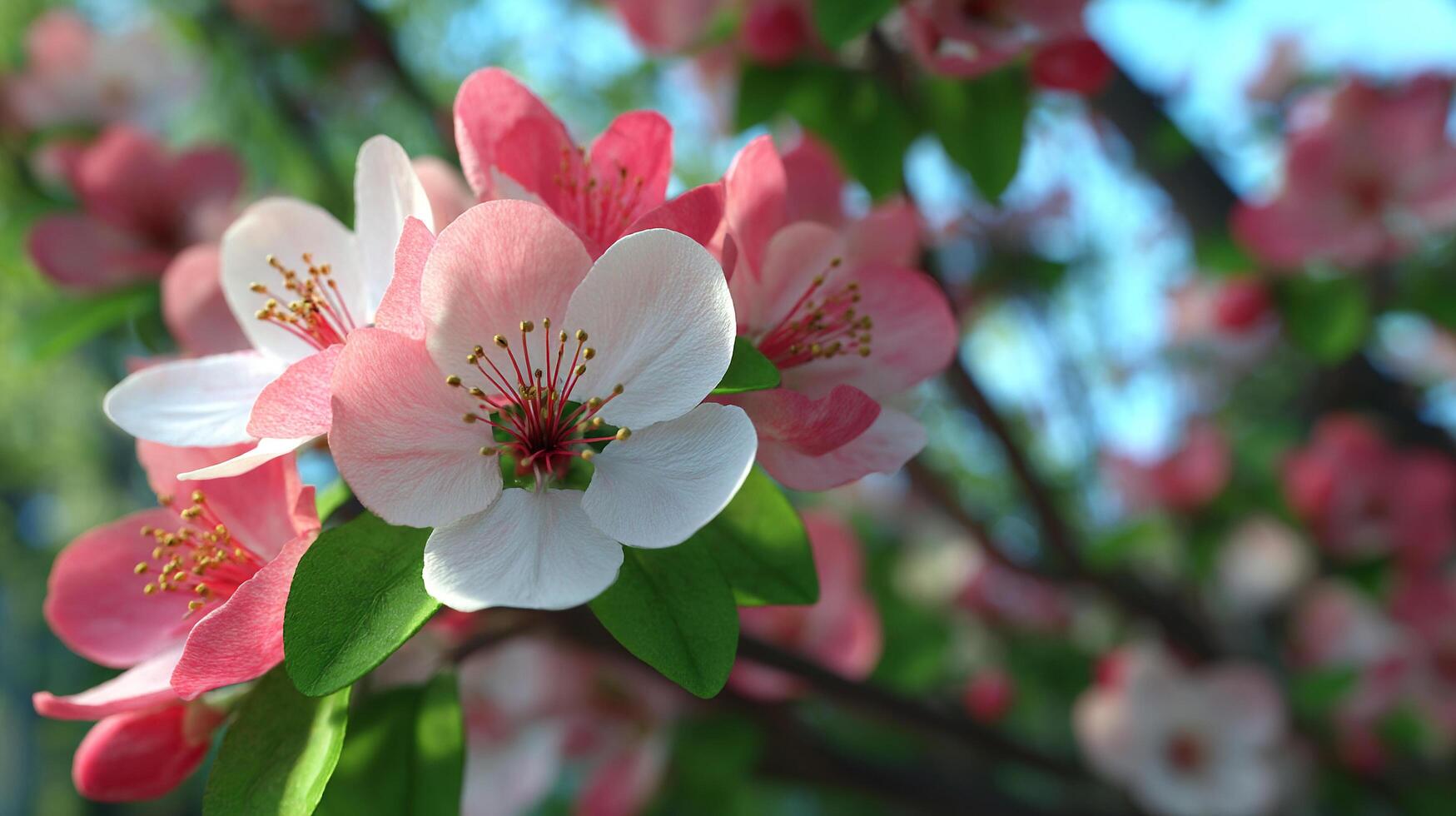 Crisp macro flower image on tree branch in full bloom photo