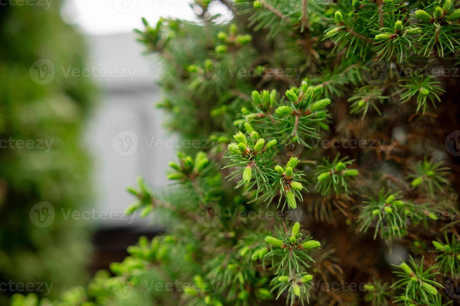Fresh Green Pine Needles Emerging in Springtime, Showcasing Vibrant Growth and Natural Beauty in a Serene Outdoor Setting photo