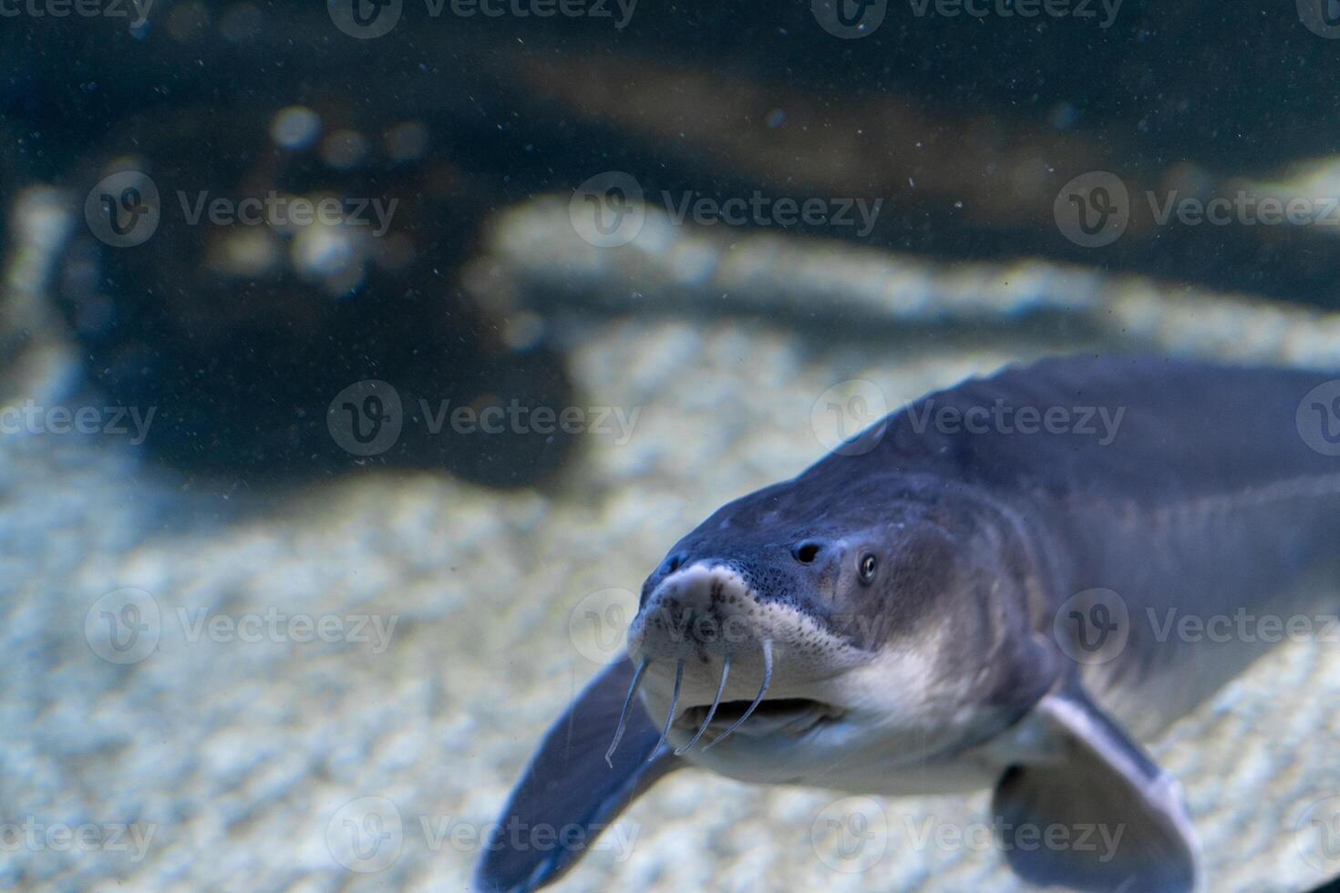 Wild Sturgeon Swimming Gracefully in a Freshwater Aquarium Setting Filled With Pebbles and Aquatic Plants During Daylight Hours photo