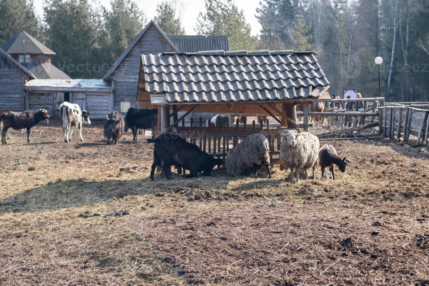 Farm Animals Grazing in a Rural Setting With Wooden Structures and Trees in the Background During a Sunny Day photo