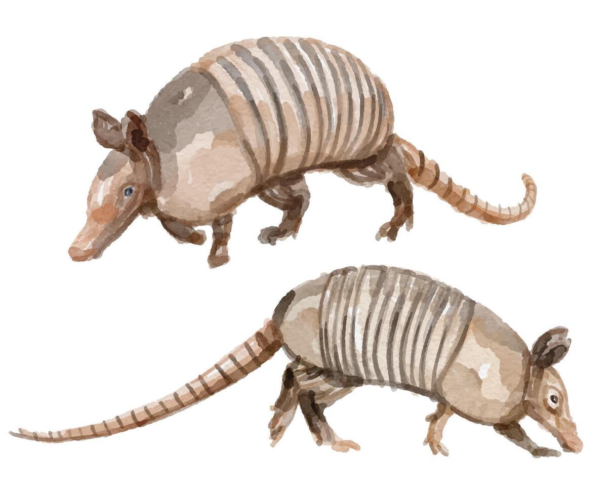 Watercolor set of armadillo for logo, invitations and more vector