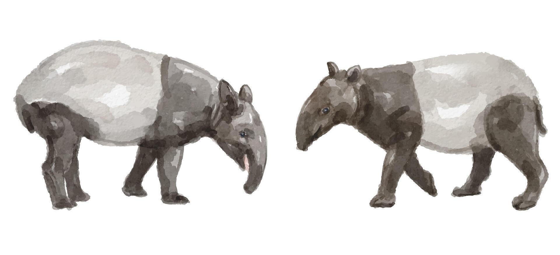 Watercolor set of tapir for logo, invitations and more vector