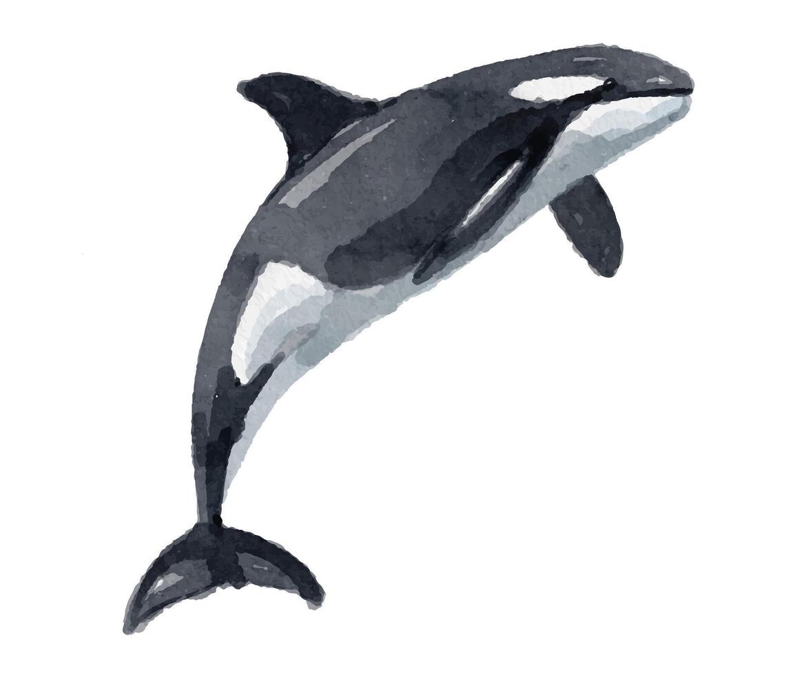 Watercolor orca whale for logo, invitations and more vector