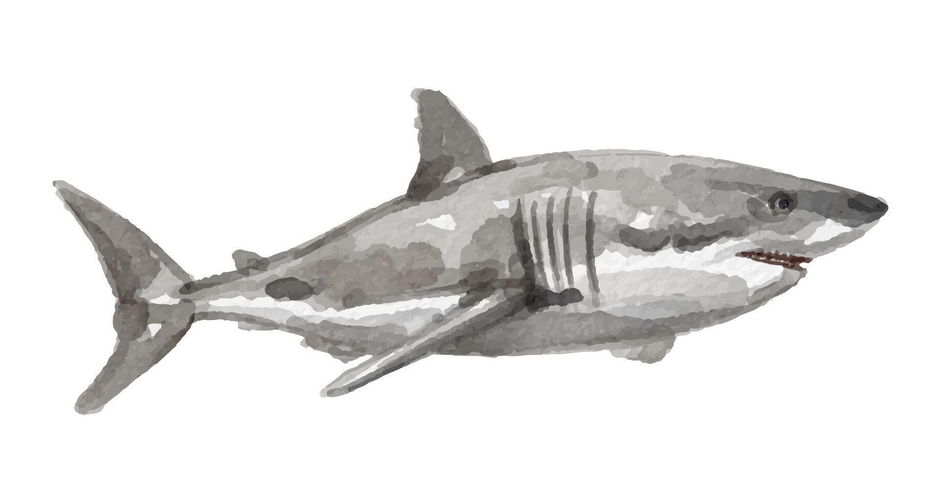 Hand painted watercolor shark isolated vector
