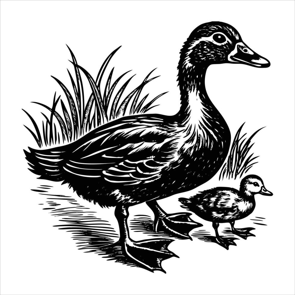 A Mother Mallard Duck and Her vector