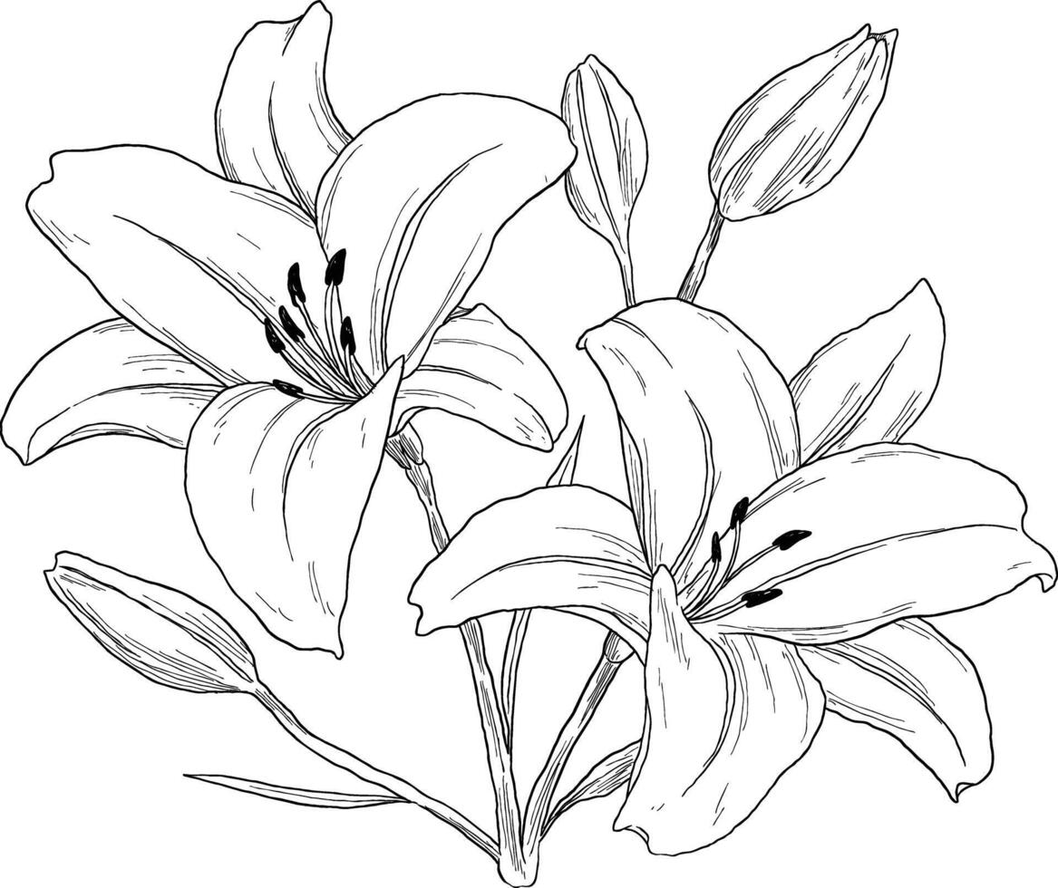 Lily flower botanical sketch illustration vector