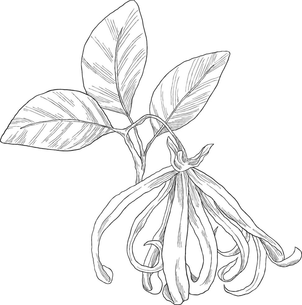 ylang ylang, cananga orodata flower sketch illuastration vector