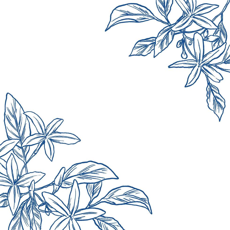 Jasmine flower botanical hand sketch illustration vector