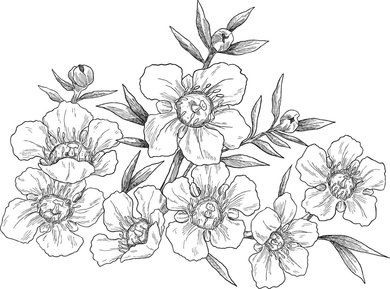 Manuka kanuka flower botanical sketch illustration vector