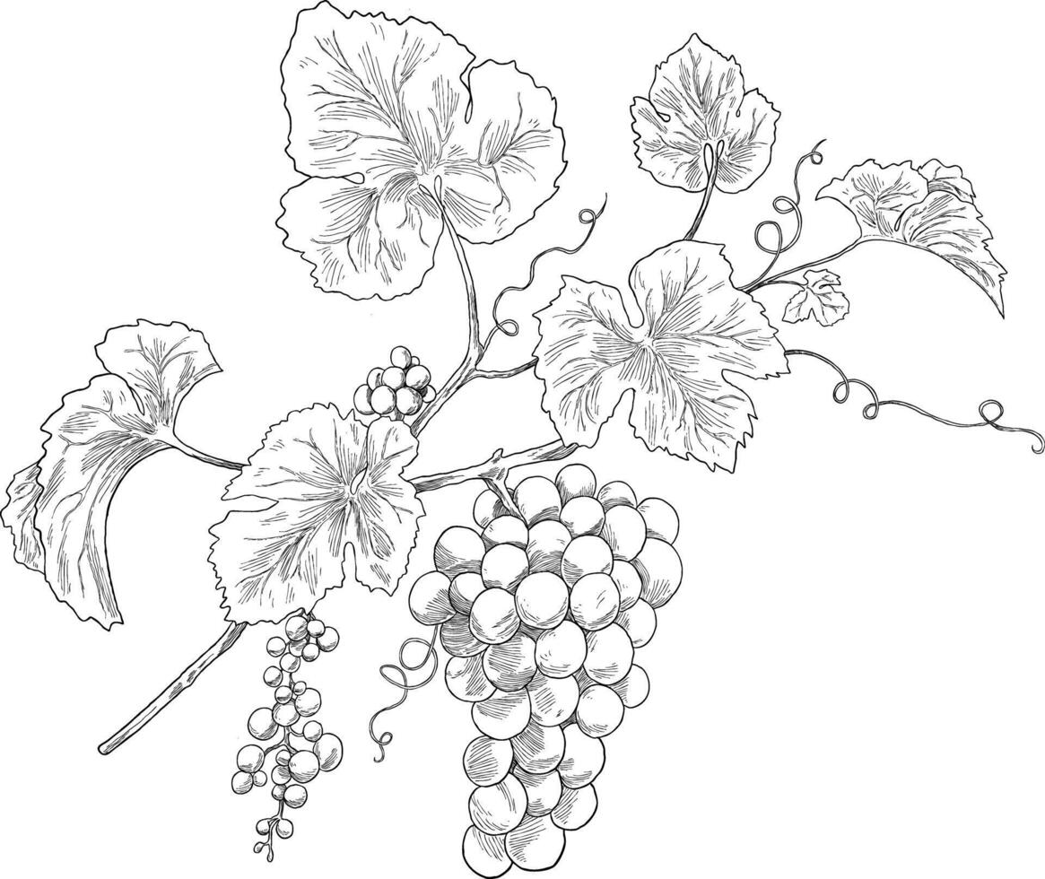 Grapes fruit sketch illustration vector