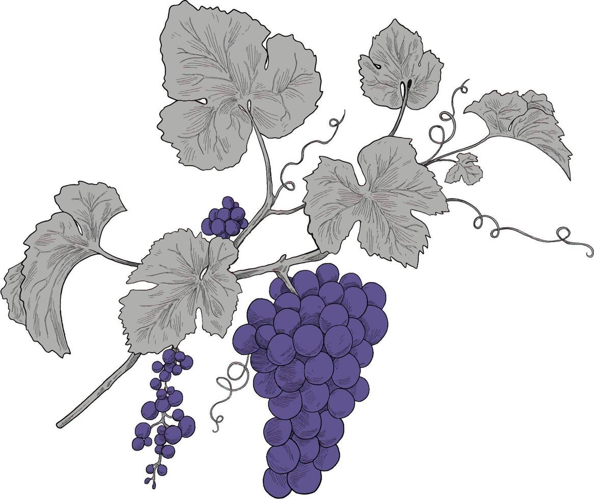 Grapes fruit coloring botanical sketch illustration vector