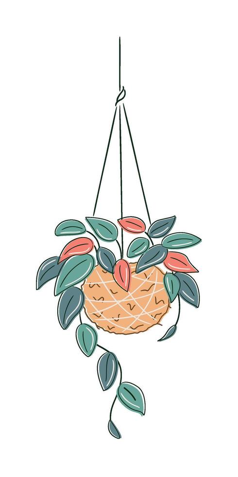 Stylized drawing of kokedama with Tradescantia zebrina hanging on white background. Botanical DIY decor with eco-friendly mood and contemporary aesthetic vector