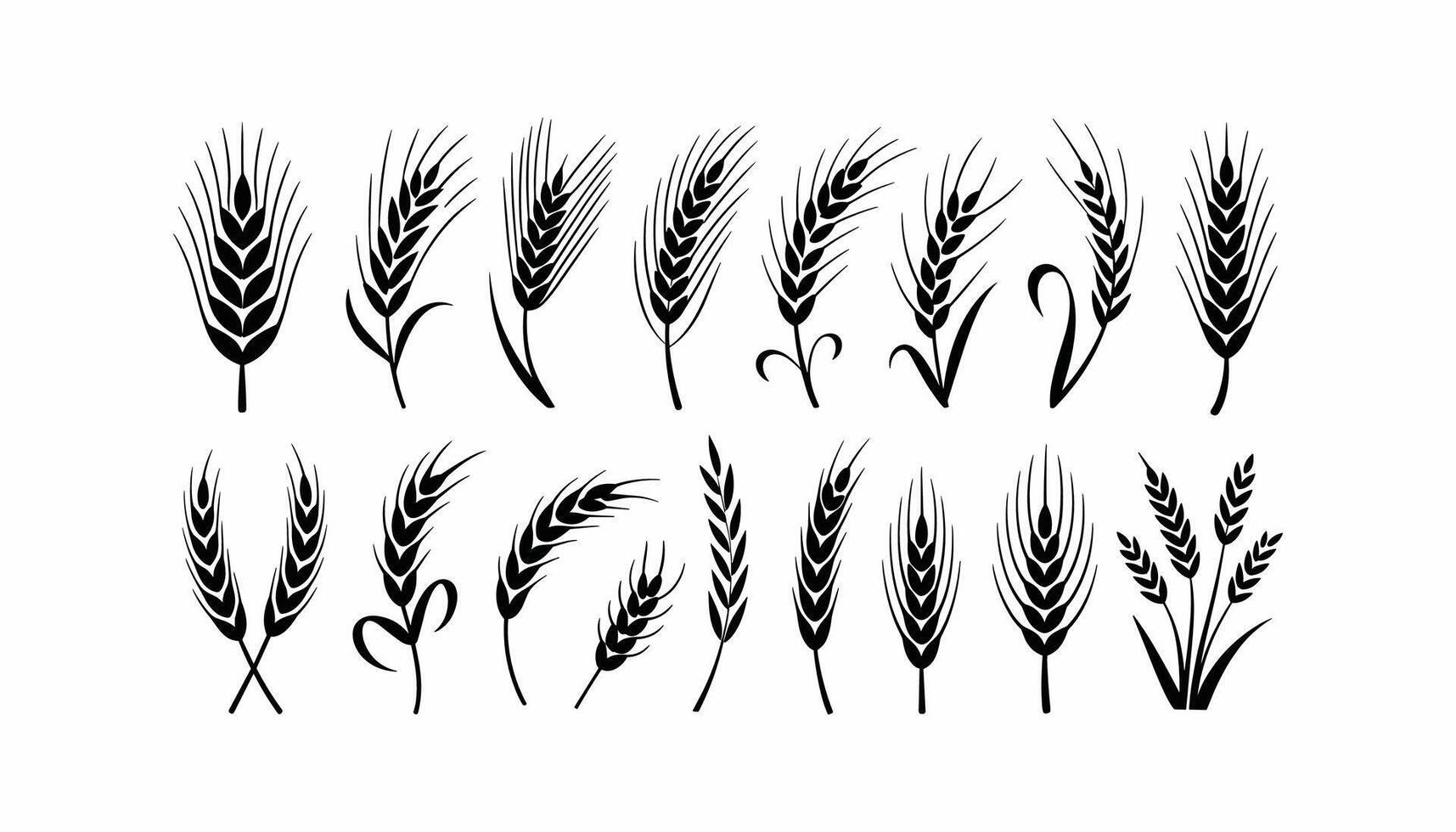 Wheat ears collection in black and white illustration on white background. vector