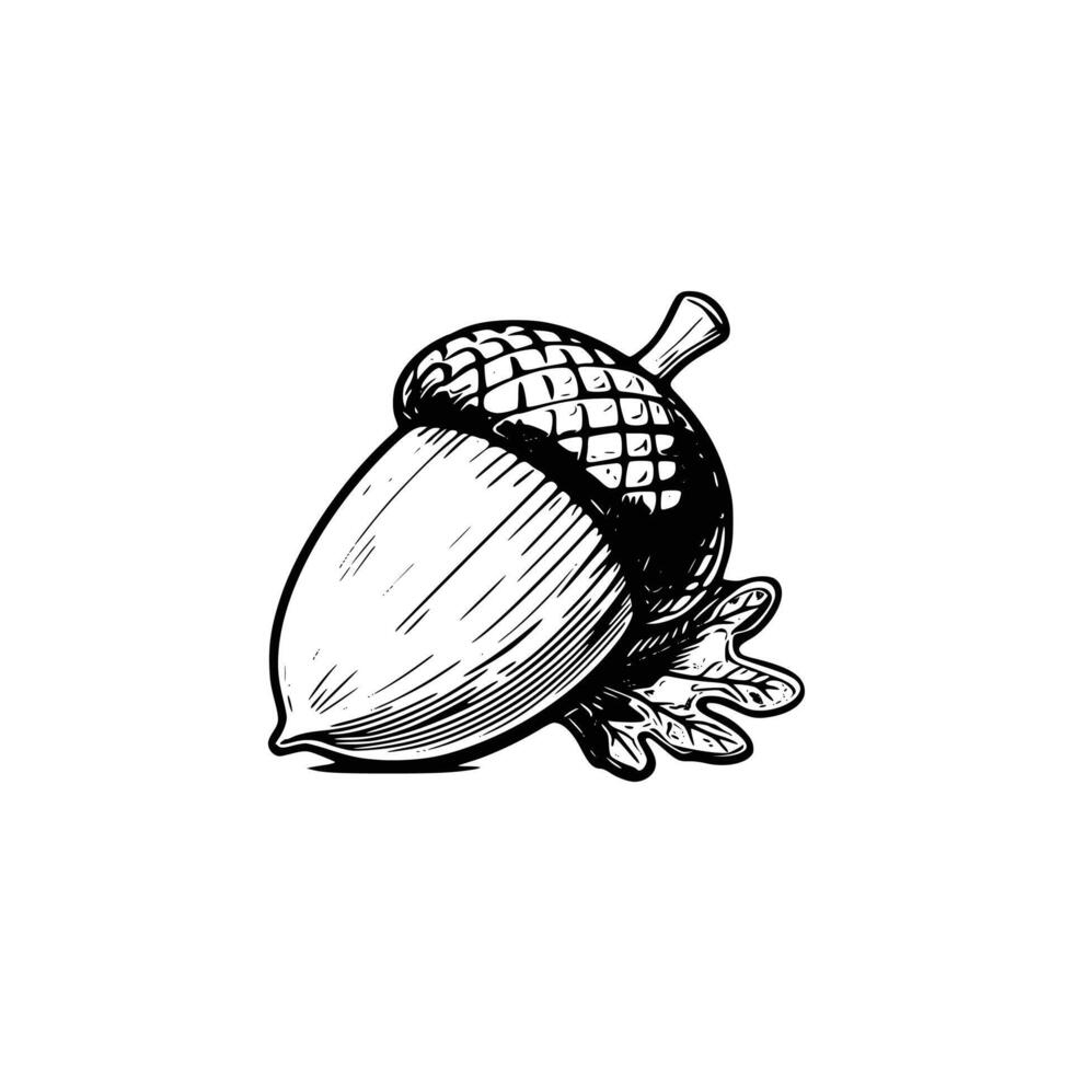 Acorn logo illustration vector