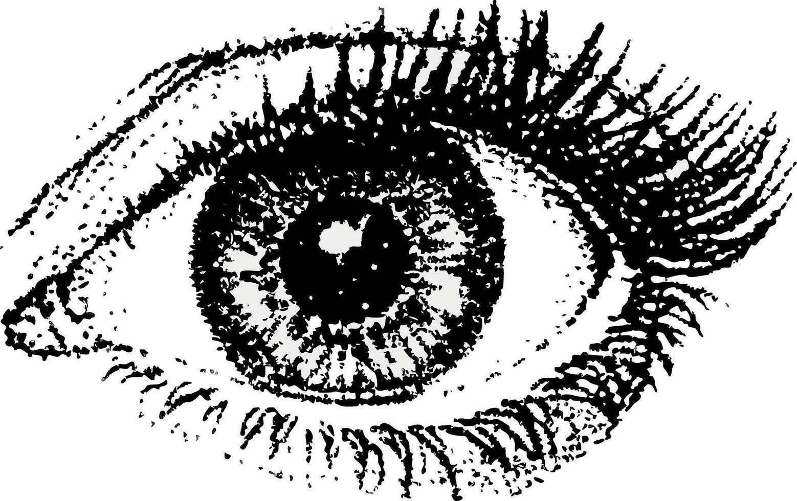 Human Eye Sketch Detailed Illustration vector