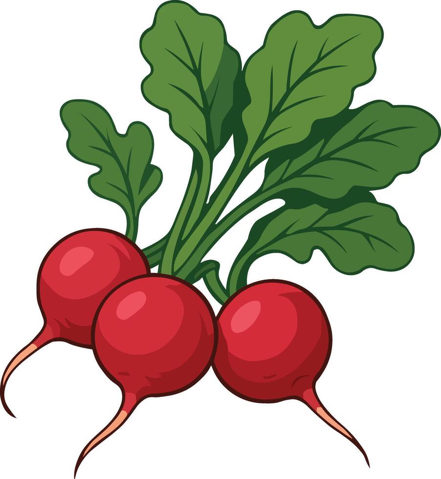 Radish Vegetable Illustration with Leaves vector