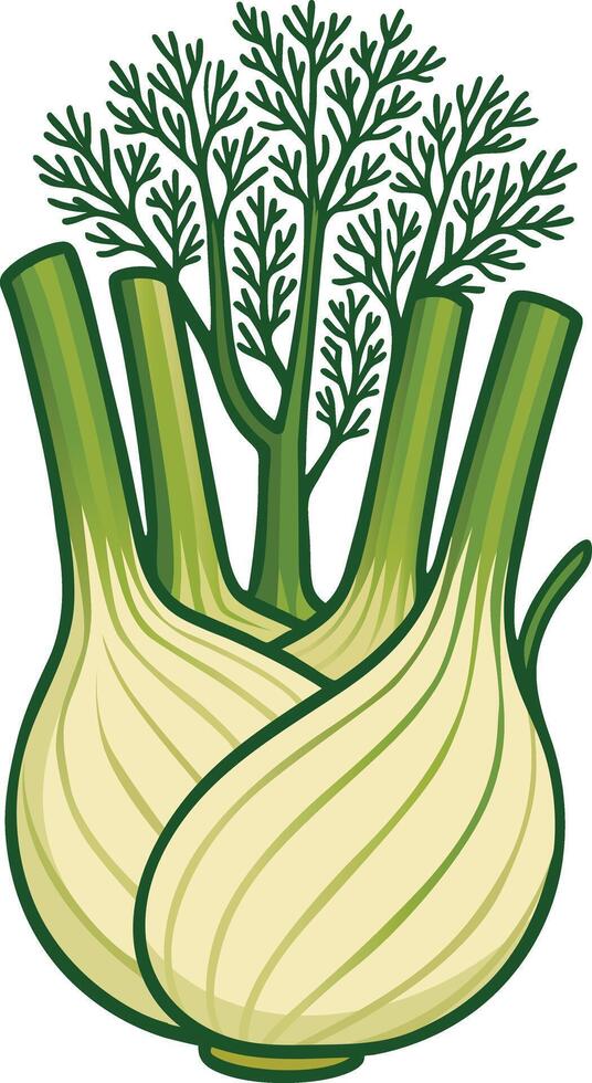 Fresh Fennel Bulb with Fronds Illustration vector
