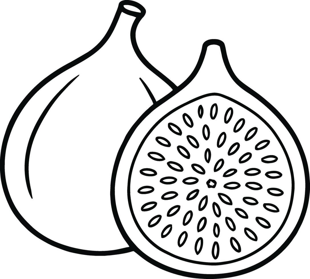 A Line Drawing of a Fig, Whole and Halved, Showing Seeds vector
