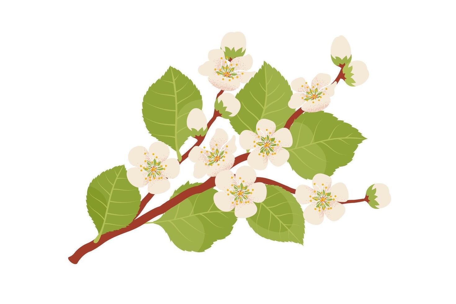 White peach, apricot, apple, or cherry flowering blossom branch. Illustration in hand-drawn flat style vector